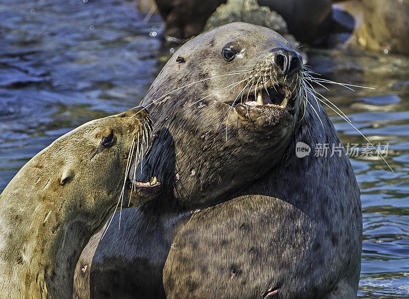 虎头海狮(Eumetopias jubatus)，也被称为虎头海狮和北部海狮，是一种濒临灭绝的海狮物种，生活在北太平洋。在阿拉斯加兄弟岛附近的弗雷德里克湾。男性和女性在一起。